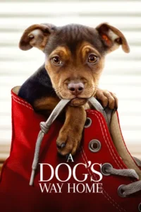 a dog s way home 2019